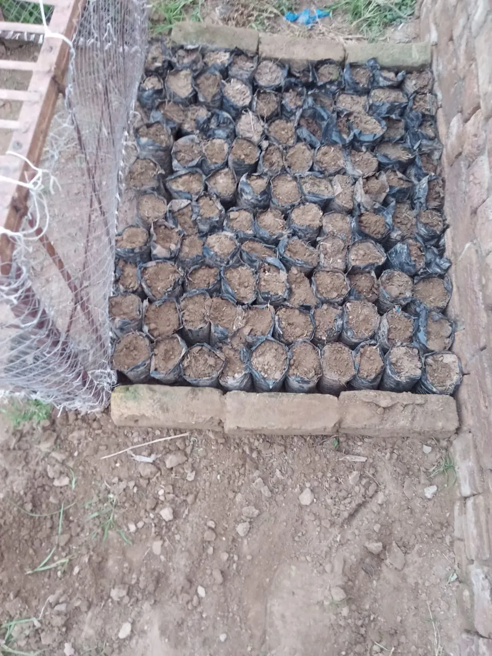 Green Seekers Activity